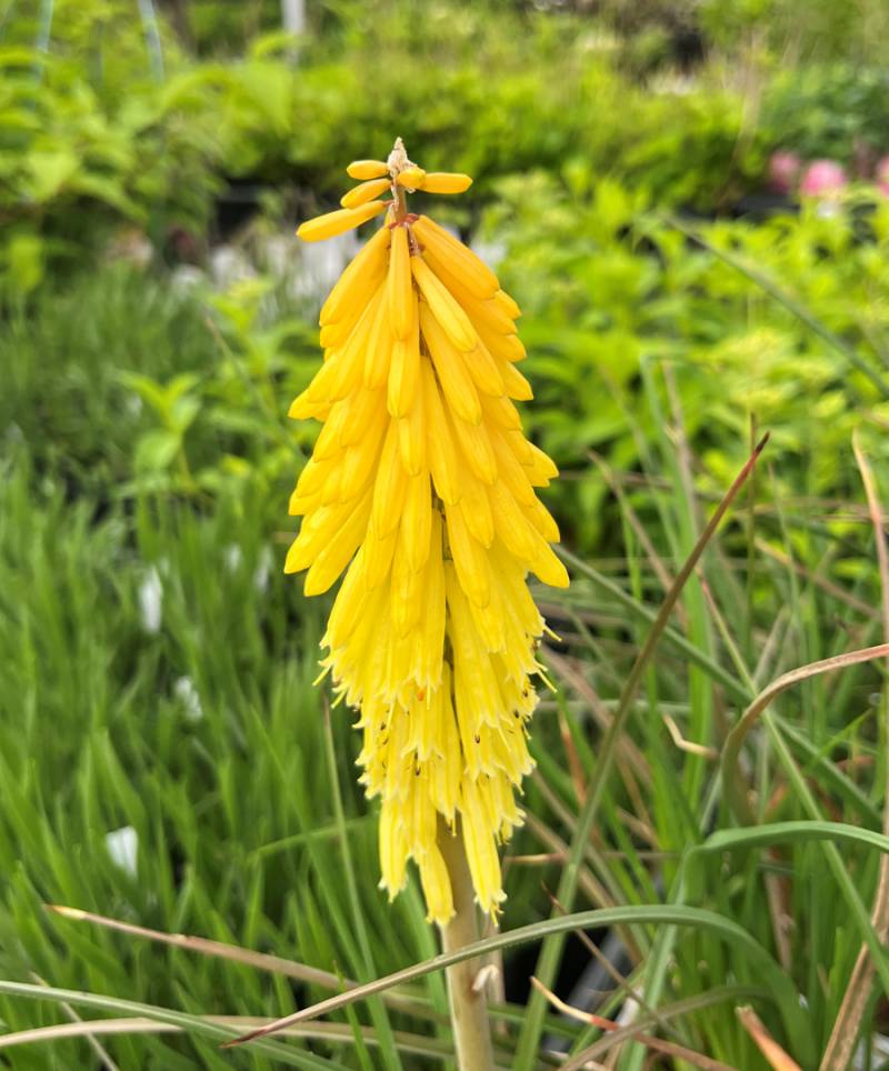 1値段は３ページ目から記載中トリトマ 苗 トーチリリー掘り起こし苗 確認用 トリトマ（花の苗）｜苗 | 花、ガーデニング のおすすめ人気商品