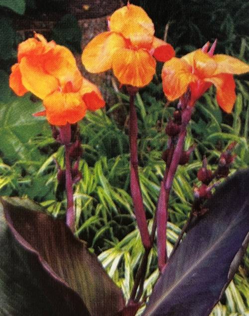 楽天市場】クレマチス はるかすみ 4号苗(J01) : 千草園芸