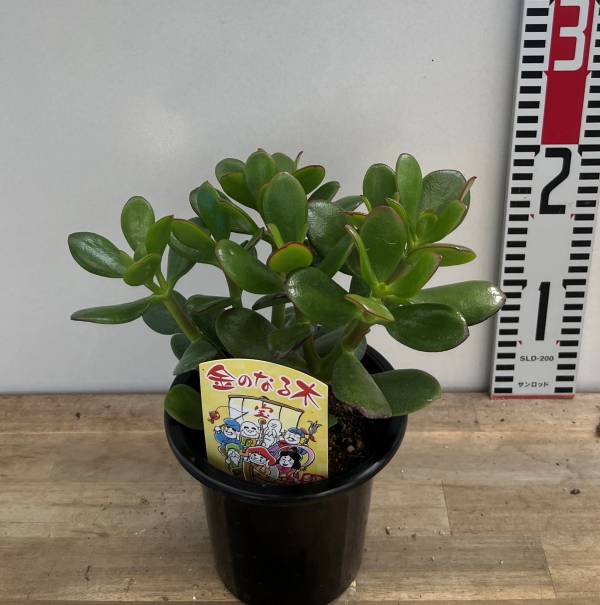 ベアルートNo.3弁慶柱極太(訳あり) ベアルートNo.3弁慶柱極太(訳あり) - メルカリ