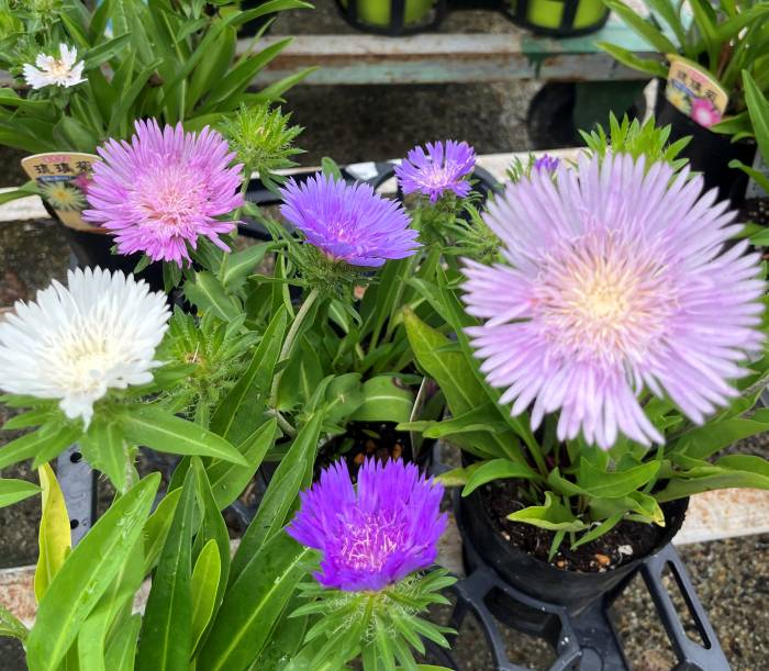 楽天市場】ワレモコウ 5号鉢植え苗 : 千草園芸