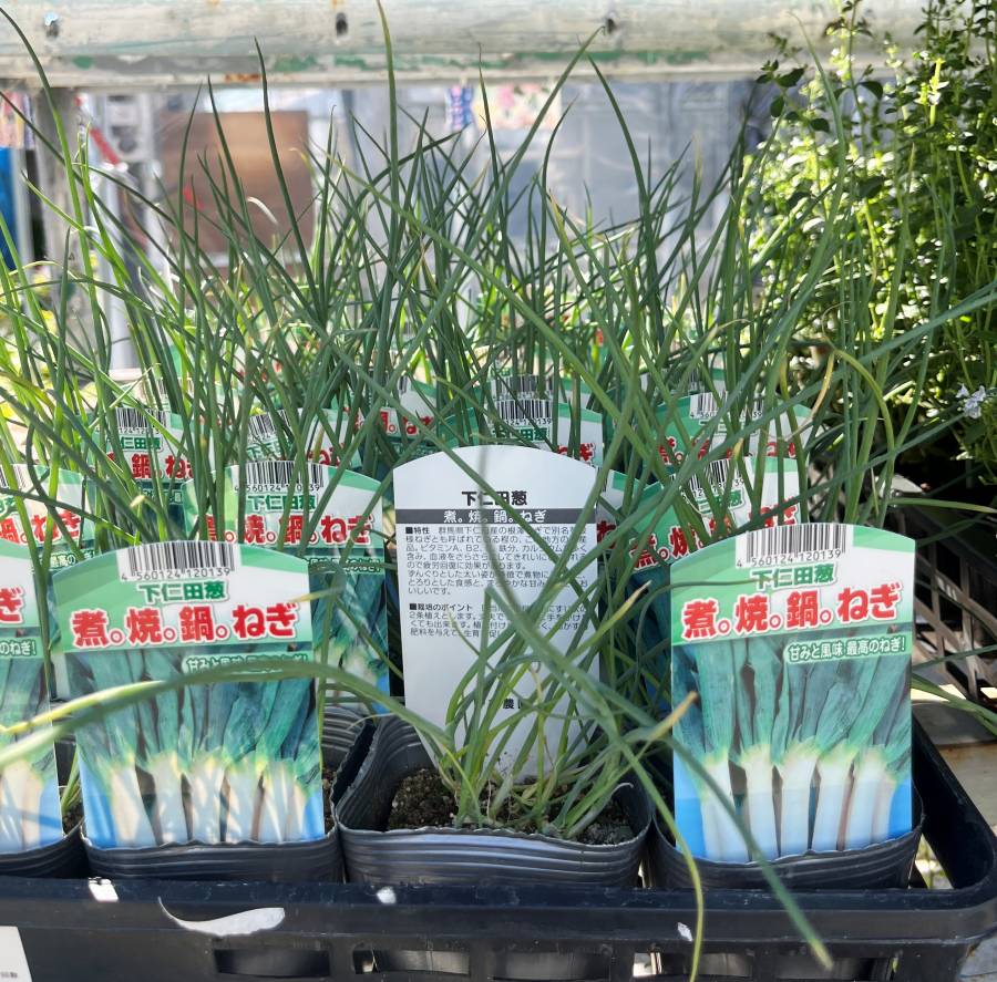 楽天市場】ねぎ苗(九条太ネギ苗）4号ポット苗 : 千草園芸