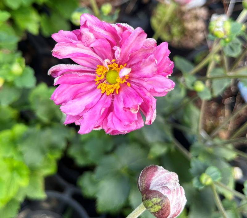 楽天市場】八重咲き秋明菊（シュウメイギク） ピンク 3.5号苗(J03-9