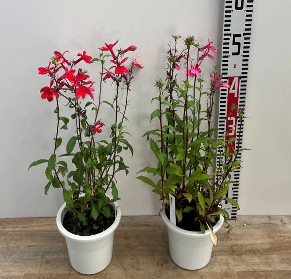 楽天市場】アガパンサス ブラックパンサー 6号苗（e12） : 千草園芸