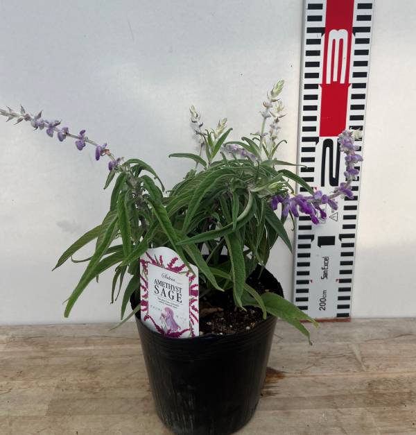 楽天市場】宿根サルビア チェリーセージ バイオリンミュージック 3.5号