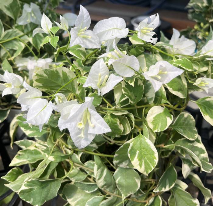 楽天市場】ブーゲンビリア ブルーハワイ (斑入り葉 ピンク花＆ホワイト