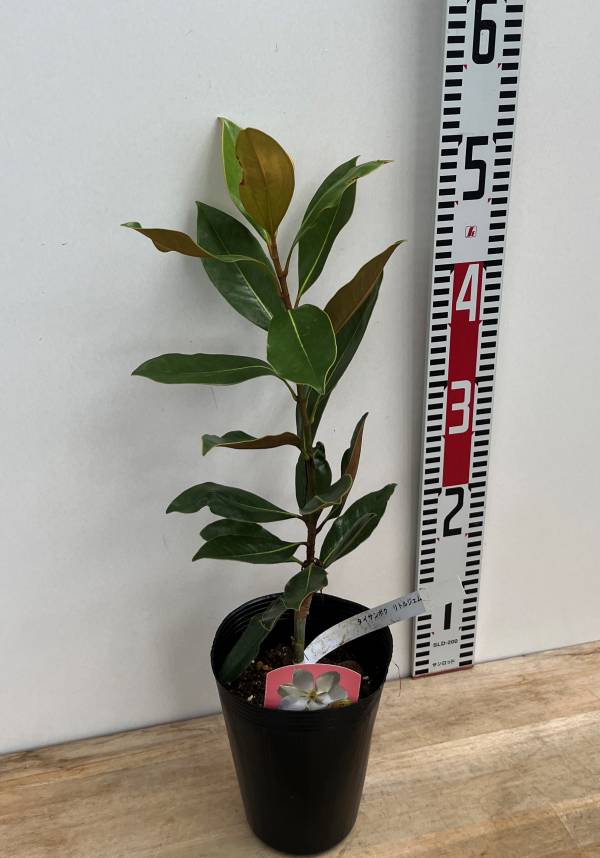 楽天市場】【現品発送】ピセア・プンゲンストーヒ ホプシー 苗木