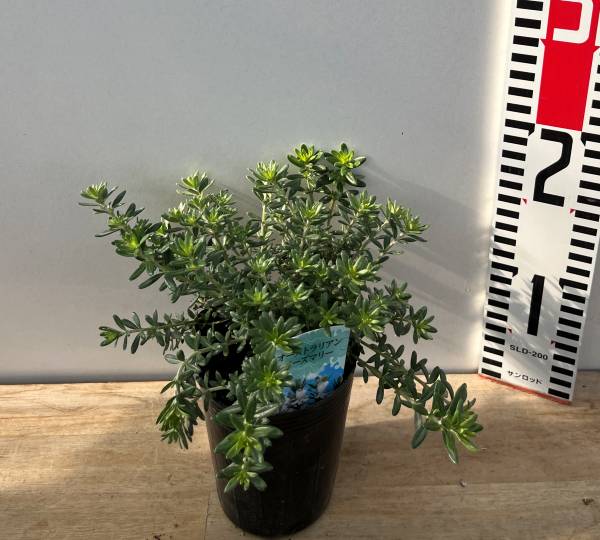 楽天市場】【選べる現品】ビワの木（枇杷の木/びわの木）茂木(モギ