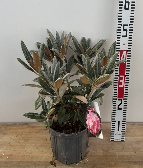 屋久の石楠花6本 imgrc0078917782.jpg