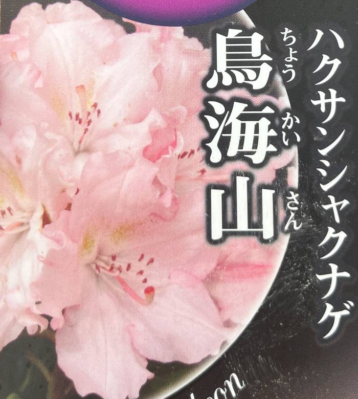 楽天市場】屋久島石楠花(ヤクシマシャクナゲ) 6号鉢植え 苗木