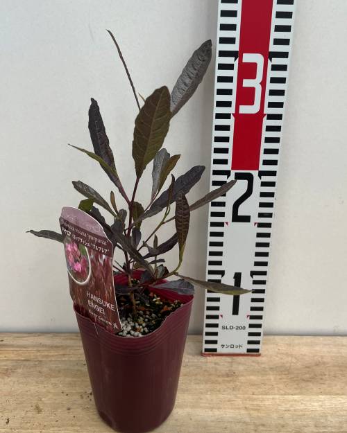 楽天市場】セイヨウニンジンボク プルプレア 4号苗(J03-8) : 千草園芸