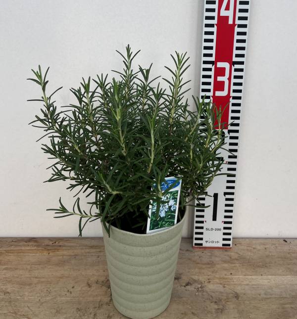 楽天市場】ローズマリー マジョルカピンク 3号苗（J01） : 千草園芸