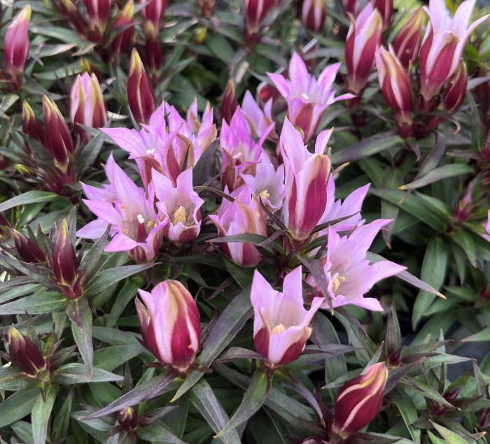 楽天市場】桔梗(キキョウ) 美里紫（ミサトムラサキ）4号苗（J02