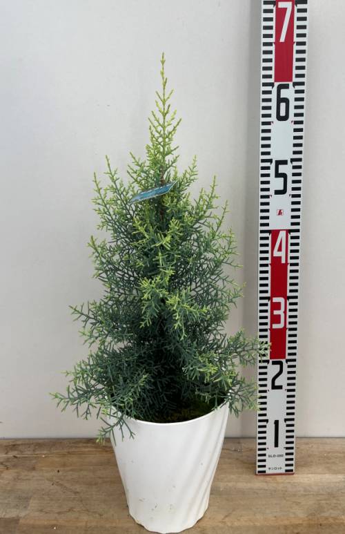 楽天市場】【選べる現品】コニファー トウヒ ピセア サンオンザスカイ