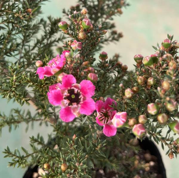 楽天市場】ギョリュウバイ（レプトスペルマム）4号 : 千草園芸