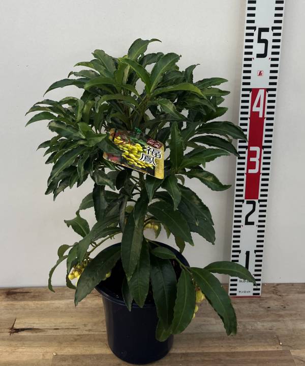 楽天市場】斑入り葉万両（マンリョウ）福包（フクツツミ）3号苗（h42