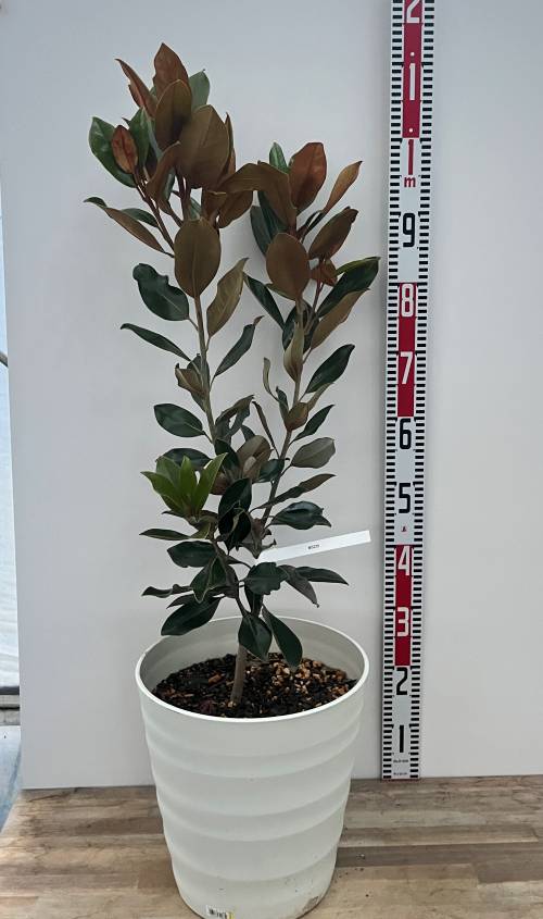 楽天市場】【現品発送】斑入りタイサンボク 苗木 8号セラアート鉢植え