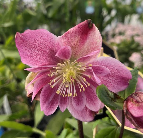 45☆八重咲き ニゲル ☆クリスマスローズ☆開花株 超多弁花