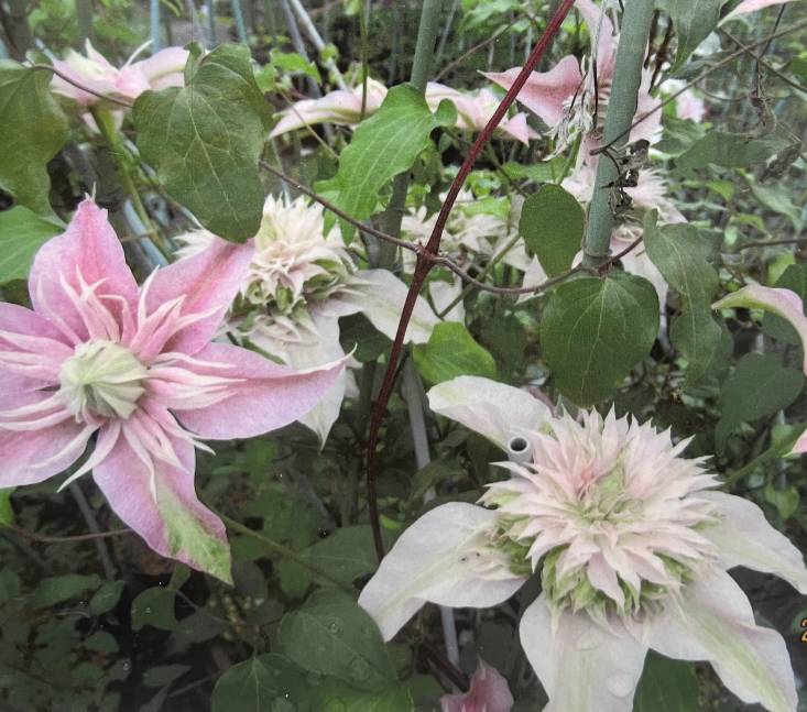 楽天市場】【まもなく締め切り】 予約販売 クレマチス 苗 咲良の妖精