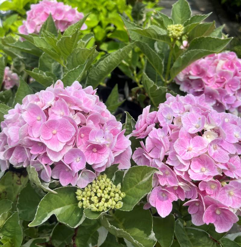 楽天市場】【屋外管理苗】アジサイ（紫陽花、あじさい） マジカル