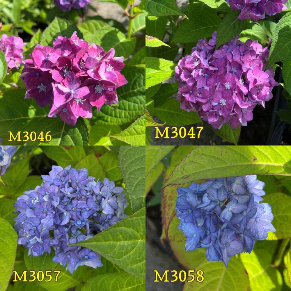 アナベル苗　アナベル　紫陽花苗　紫陽花　2 鉢 楽天市場】2025年6月初め開花苗アナベル紫陽花開花終了剪定後