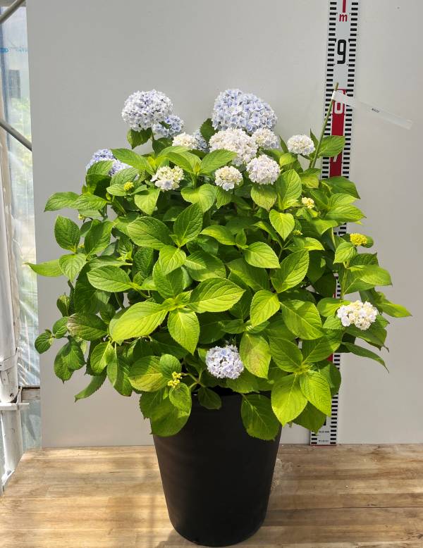 楽天市場】【現品】アジサイ苗（紫陽花・あじさい） 九重の桜(ココノエ