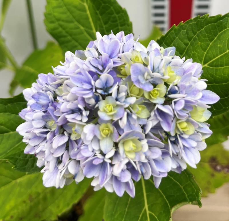 楽天市場】【開花株】アジサイ(紫陽花) シティーライン ベネチア