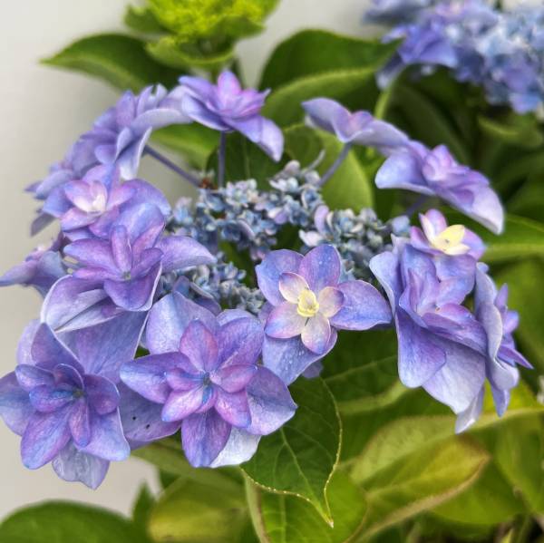 楽天市場】【花咲き過ぎ・咲き進み】アジサイ（紫陽花・あじさい