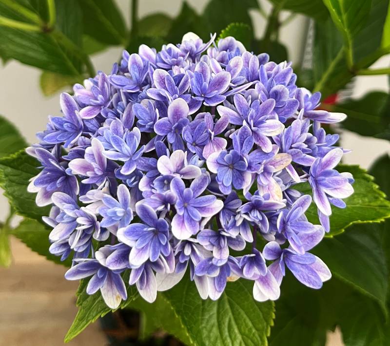 楽天市場】【現品発送】【屋外管理苗】アジサイ（紫陽花