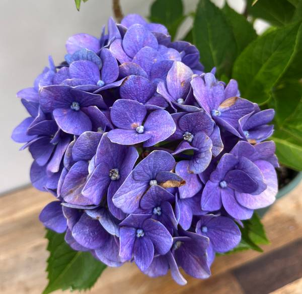 【専用商品】　アジサイ　8寸　レッドアメジスト　ブルー　紫陽花 アジサイ レッドアメジスト 5寸鉢 | 鉢花・花苗 | 橋本種苗園