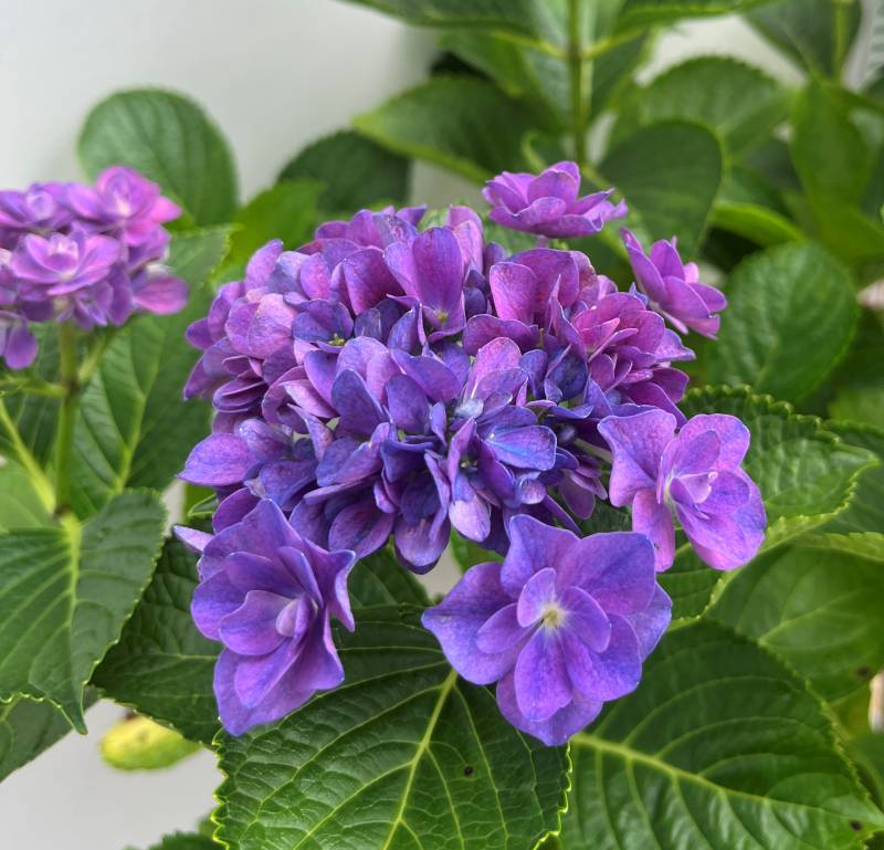 楽天市場】【花終わり】アジサイ（紫陽花・あじさい） レッドB