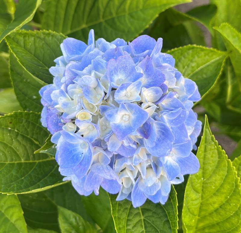 k*u様 アジサイ　8寸 レッドアメジスト　ブルー　紫陽花 楽天市場】花終わり処分 アジサイ ハイドランジア マジカル