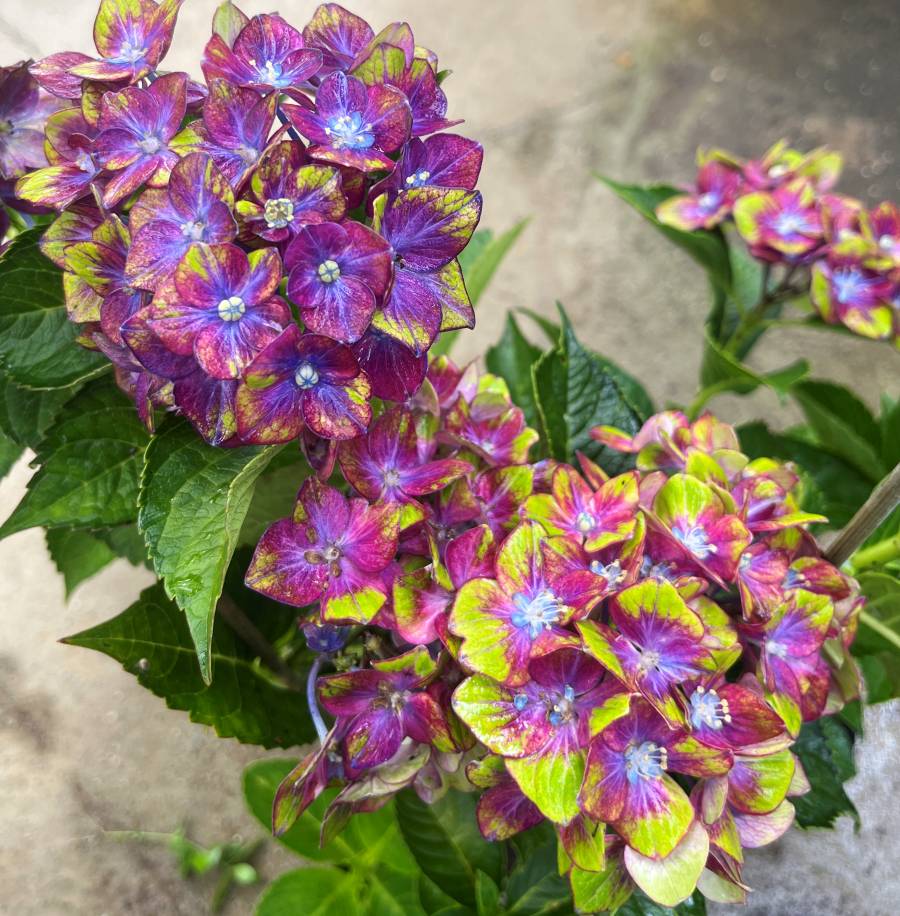 アジサイ アジサイ：水凪鳥（ミズナギドリ）3～3.5号ポット の通販 | 園芸ネット