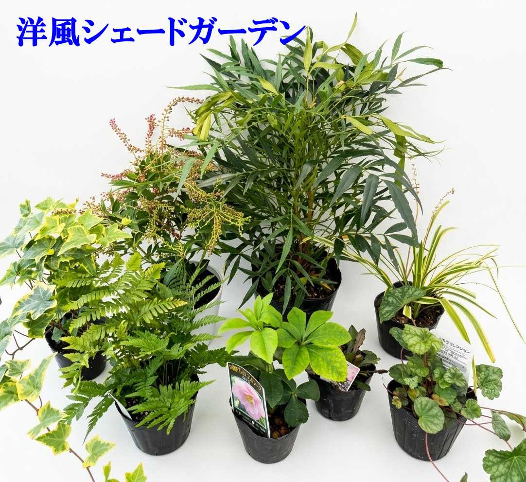 楽天市場】斑入りカンナ ベンガルタイガー 5号ポット苗(w07) : 千草園芸