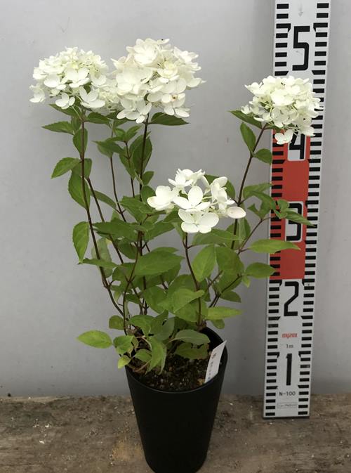 楽天市場 屋外管理苗 ノリウツギ ボブシェル Bomb Shell 4号セラアート植え A6 千草園芸