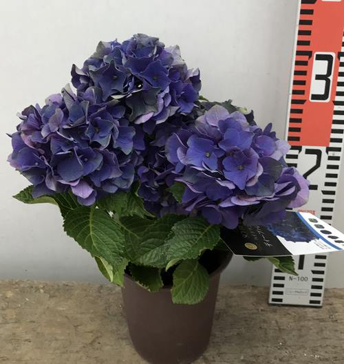 楽天市場 秋色 アジサイ 紫陽花 あじさい ディープパープル 4号苗 年入荷株 千草園芸
