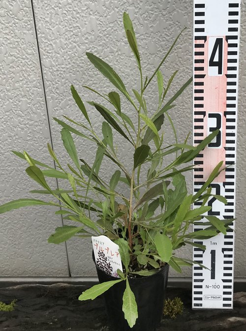 楽天市場 ドドナエア ヴィスコサ プルプレア 3 5号苗 H06 千草園芸