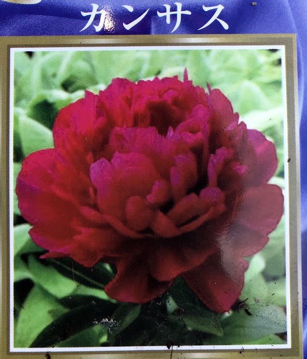 楽天市場 芍薬苗 シャクヤク苗 カンサス ４号苗 E7 千草園芸