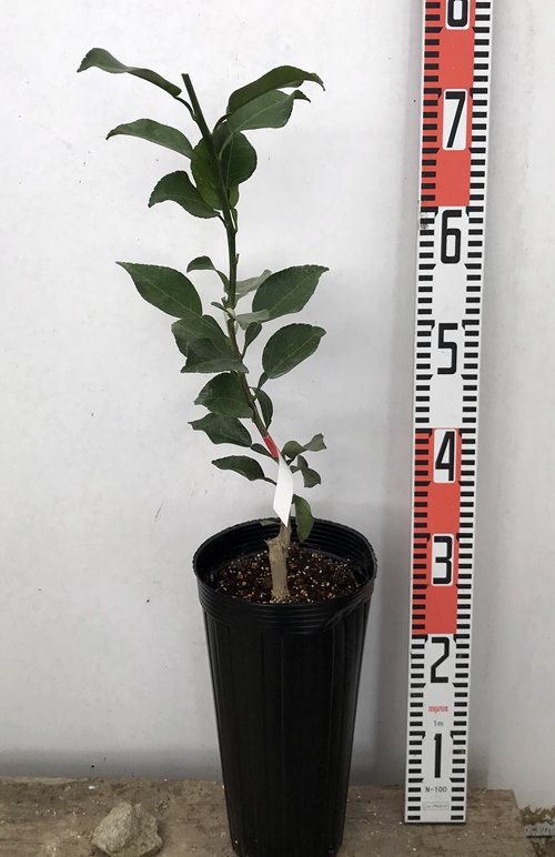 楽天市場 ジャバラ じゃばら 苗木 5号ポット H22 千草園芸