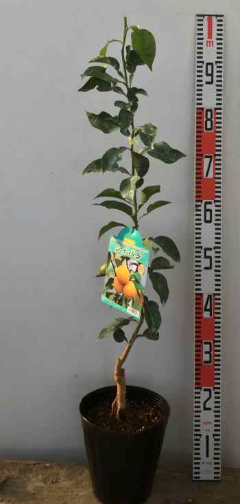 楽天市場 ジャバラ じゃばら 苗木 6号 樹高60 70cm H22 千草園芸