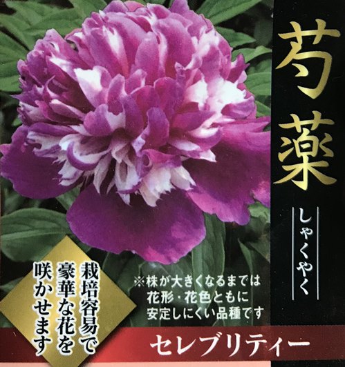 驚きの値段で 本日のみ出品 7鉢価格 芍薬 チャイナピンク 滝の粧 ラテンドール 球根 苗 植物 観葉植物