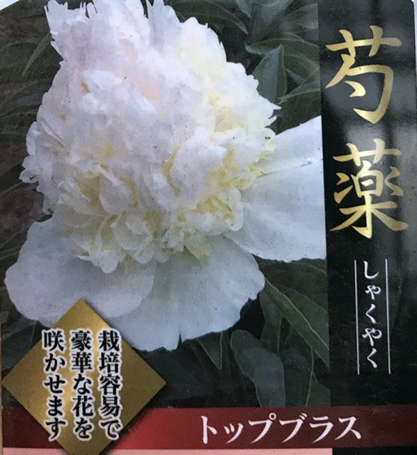 楽天市場 芍薬苗 シャクヤク苗 トップブラス 6号苗 Z 千草園芸