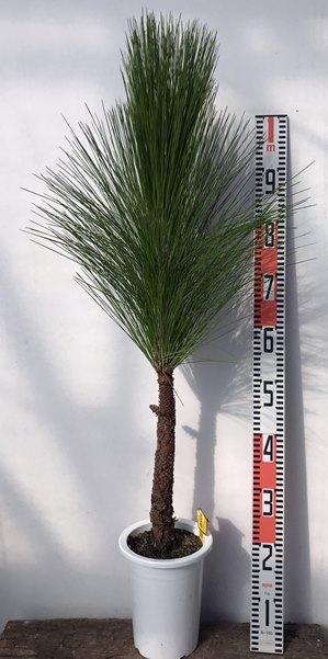 【楽天市場】大王松(ダイオウショウ) 大王松の苗木 7号 Hタイプ(J5):千草園芸