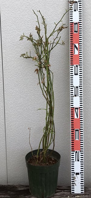 楽天市場 香りモッコウバラ カオリモッコウバラ 6号苗 J6 千草園芸