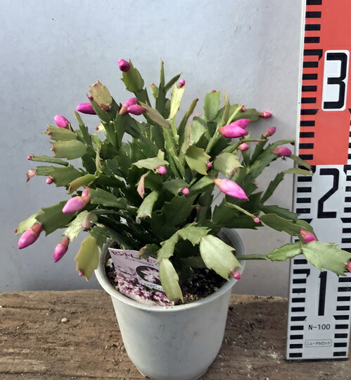 楽天市場 シャコバサボテン 蝦蛄葉サボテン セントレアモモコ 4号苗 H01 千草園芸