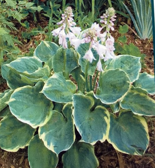 楽天市場 ギボウシ苗 ホスタ ピザース 4 5号苗 2 A10 千草園芸