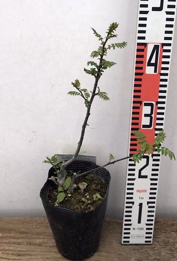 楽天市場 花山椒 ハナザンショウ 4 5号苗 I11 千草園芸 楽天市場 花山椒 ハナザンショウ 4 5号苗 I11 千草園芸