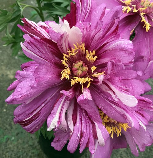 楽天市場 花終わり 芍薬 シャクヤク モーニングライラック 7号大苗 B 千草園芸