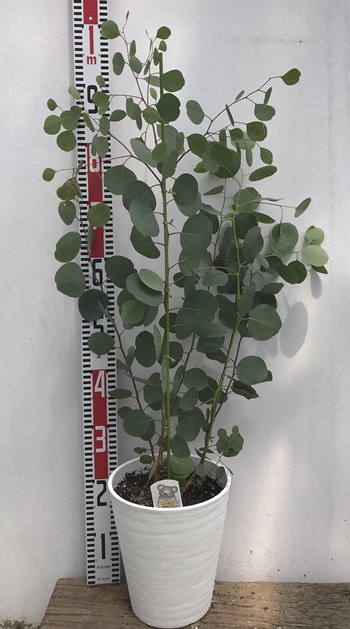 楽天市場 ユーカリ ポポラス 2本立ち 7号セラアート植え B11 千草園芸