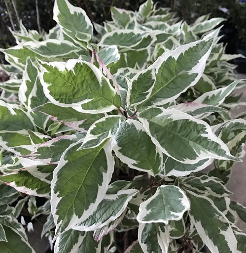 楽天市場】【苗の大きさで選ぶ】斑入り葉珊瑚水木（フイリサンゴミズキ