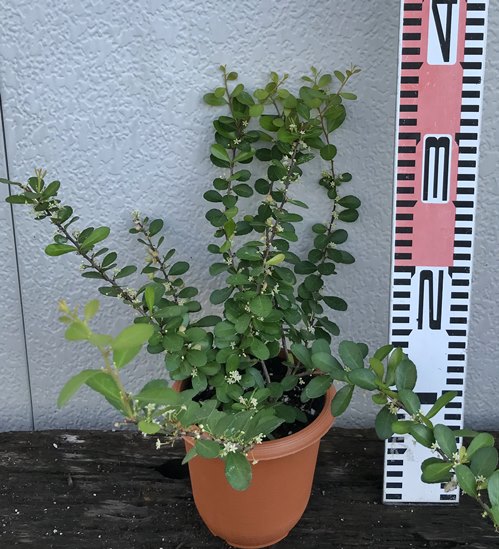 楽天市場 ハートツリー 4号鉢植え C03 千草園芸